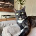 Photo of Pebbles Located In Braybrook