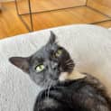 Photo of Pebbles Located In Braybrook