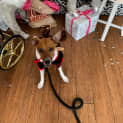 Photo of Louie