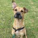 Photo of Scooby