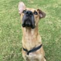 Photo of Scooby