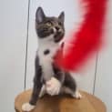 Photo of Apollo