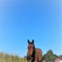 Photo of Apollo