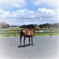 Photo of Apollo