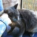 Photo of Mishka ~ Adopt Me @ Petstock Chelsea 19/03/23