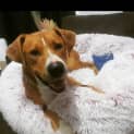 Photo of Crumpet