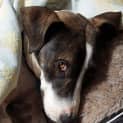 Photo of Bandit