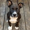 Photo of Niro