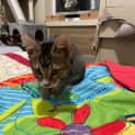 Photo of Milo