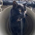 Photo of C1174 Panther
