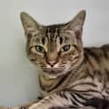 Photo of Cassi