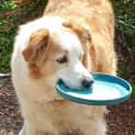 Photo of Chip