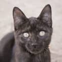 Photo of Oscar