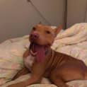 Photo of Murphy