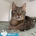 Photo of Bailey
