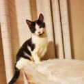 Photo of Harley