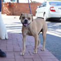 Photo of Shelby