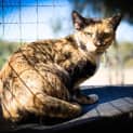 Photo of Queen Eliza Puss