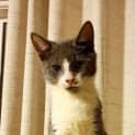 Photo of Hackle