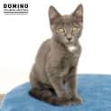 Photo of Domino