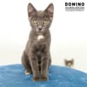 Photo of Domino