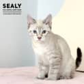 Photo of Sealy