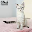 Photo of Sealy