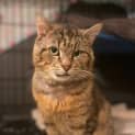 Photo of Homer