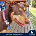 Photo of Daisy 5 Month Old Kelpie (On Trial)