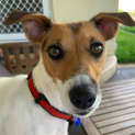 Photo of Cahlie 2 Year Old Jack Russell Terrier (Trial)