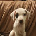Photo of Odis