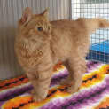 Photo of Strawberry