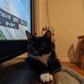 Photo of Soxy 