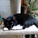 Photo of Soxy 