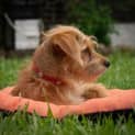 Photo of Narla