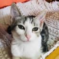 Photo of Nickle