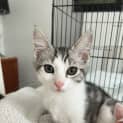 Photo of Nickle