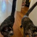 Photo of Blaze & Fury