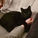 Photo of Smudge