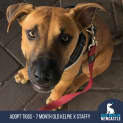 Photo of Tiggs   7 Month Old Kelpie X Staffy (Trial)