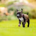 Photo of Niro