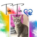 Photo of Tin Tin