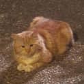 Photo of Benny