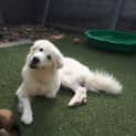 Photo of Alfie