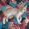 Photo of Butterscotch 