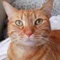 Photo of Chilli 🌶 🧡🐾
