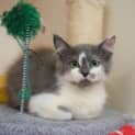 Photo of Tenshi 
