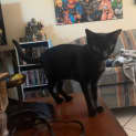 Photo of Ash