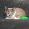 Photo of Angie ** 2nd Chance Cat Rescue**