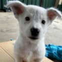 Photo of Kimber